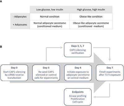 Adipocytes Under Obese-Like Conditions Change Cell Cycle Distribution and Phosphorylation Profiles of Breast Cancer Cells: The Adipokine Receptor CAP1 Matters